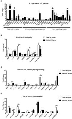 Gene Expression Profile of Mycobacterium leprae Contribution in the Pathology of Leprosy Neuropathy